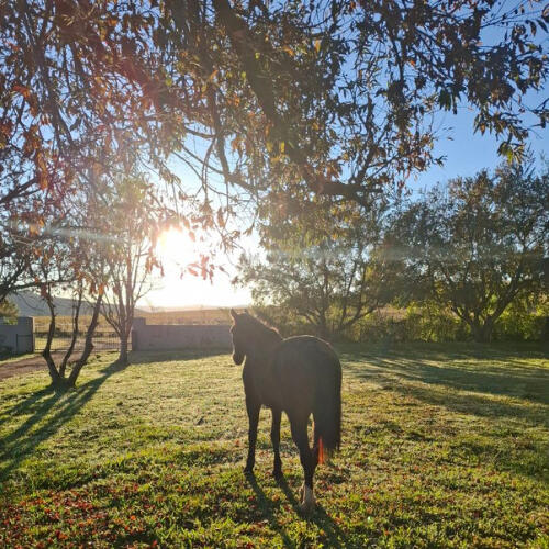 Horse Grazing at Plain Champagne Guest Farm Horse grazing on the lawns at Plain Champagne Guest Farm with morning light and rural farm surroundings